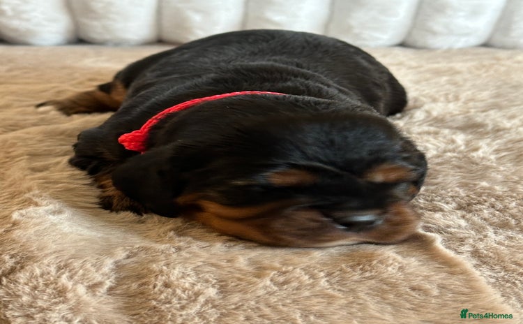 Cavalier King Charles Spaniel dogs - Advert 16