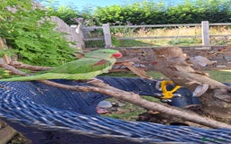 Parrots birds for sale: Amazon Red wing  - Advert 2