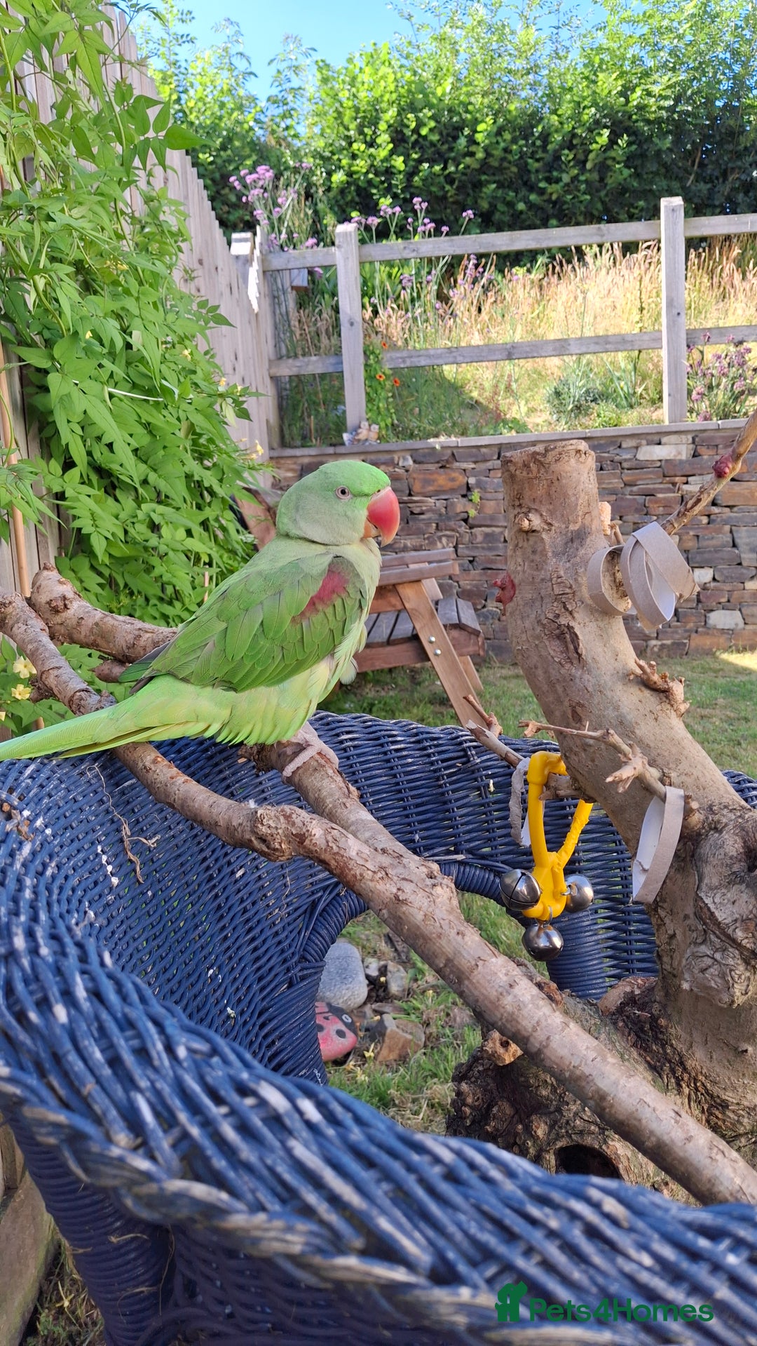 Parrots birds for sale: Amazon Red wing  - Advert 2