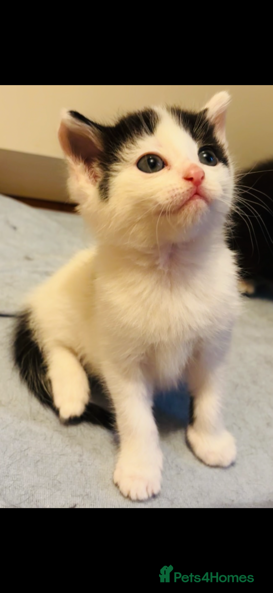 Mixed Breed cats Kittens STUNNING MainecoonXbengal 3 remaining! - Advert 8