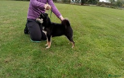 Japanese Shiba Inu dogs for sale: Two super female Japanese shiba inu  - Image 3