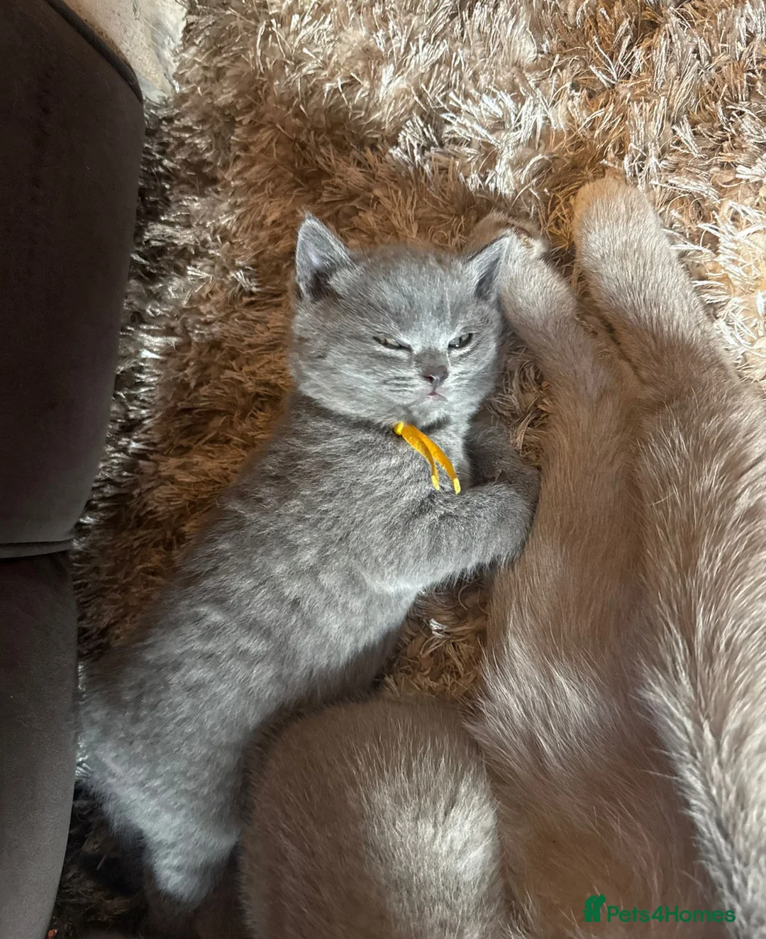 British Shorthair cats for sale: British Shorthair Kittens Champion Line 😻🥇🏆 - Advert 2