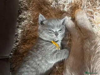 British Shorthair cats British Shorthair Kittens Champion Line 😻🥇🏆 - Advert 9