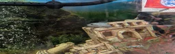 Other/Mixed Breed fish for sale: XL tropical fish  - Advert 6