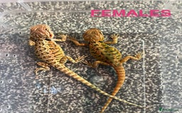 Bearded Dragon reptiles for sale: Baby Bearded Dragon - Image 2