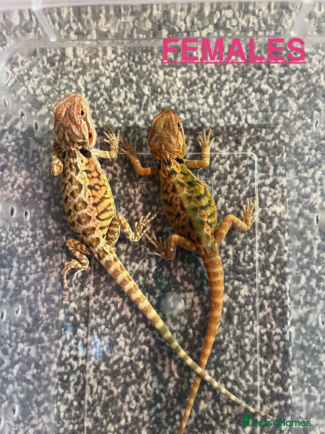 Bearded Dragon reptiles for sale: Baby Bearded Dragon - Image 2