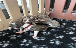 Whippet dogs for sale: A beautiful-well bred litter of small whippets  - Image 7