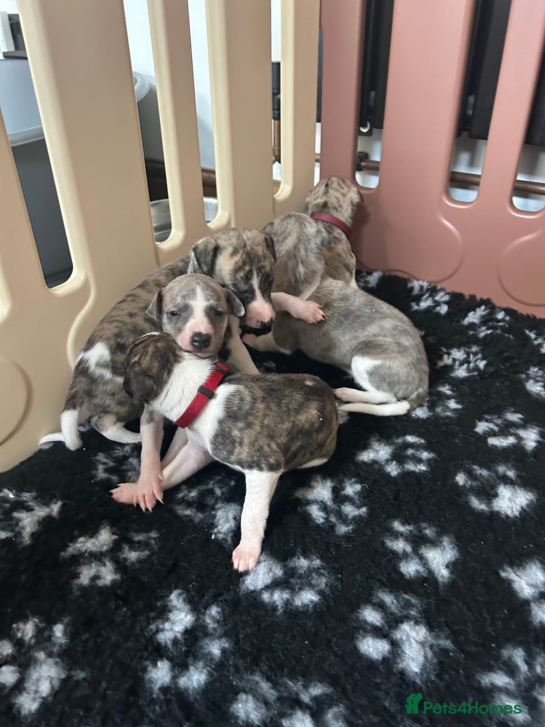Whippet dogs for sale: A beautiful-well bred litter of small whippets  - Image 7