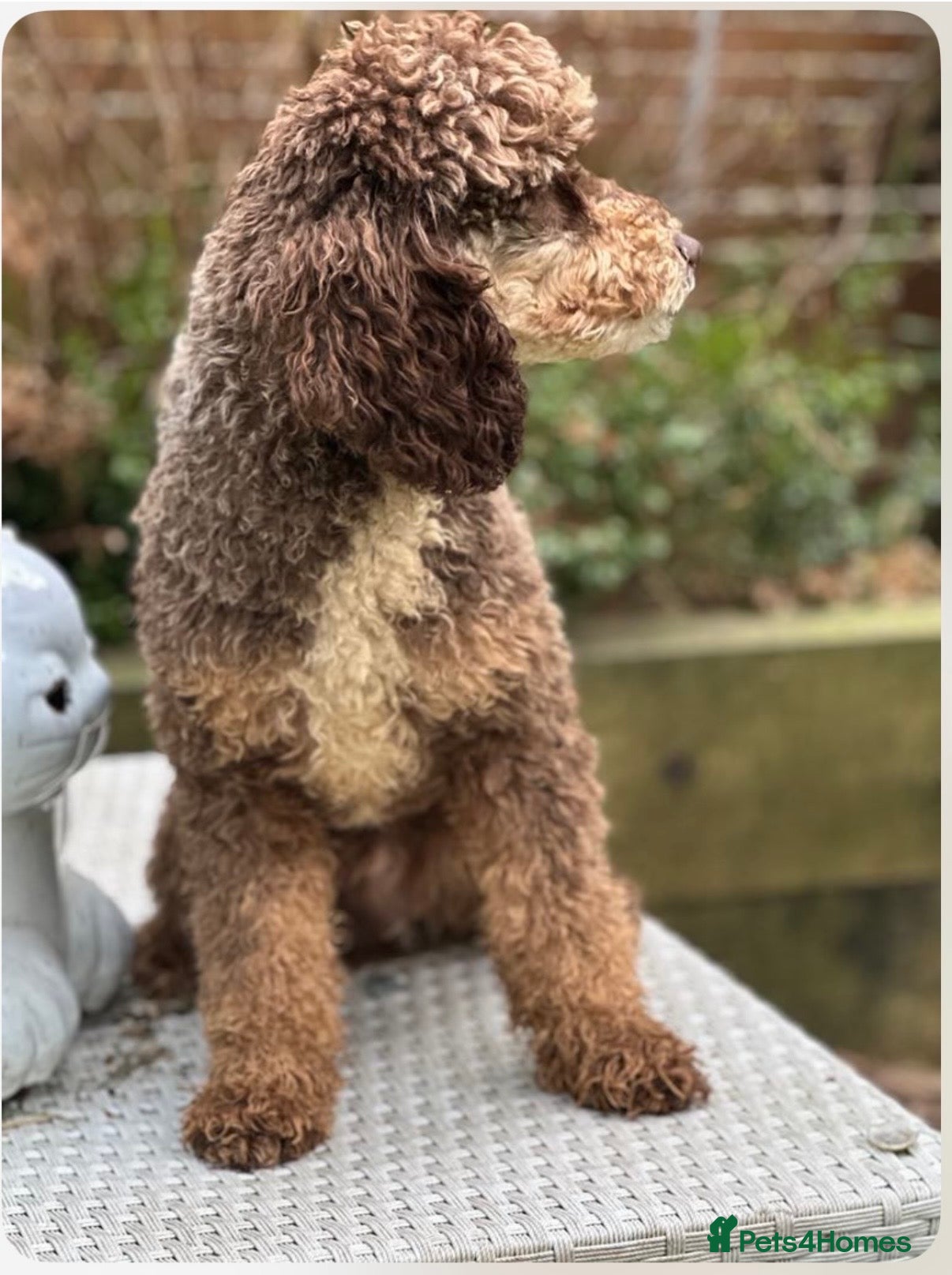 Miniature Poodle dogs Stunning mini poodle chocolate phantom  - Advert 2