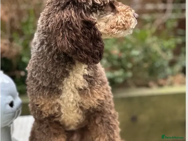 Miniature Poodle dogs for stud: Stunning mini poodle chocolate phantom - Advert 2