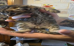 Bengal cats for sale: Kittens x bengal  - Advert 17