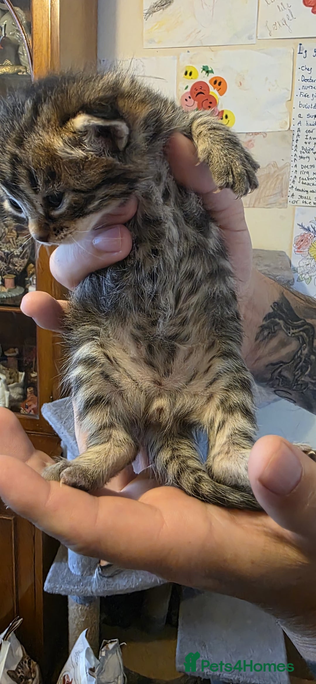 Bengal cats for sale: Kittens x bengal  - Advert 17