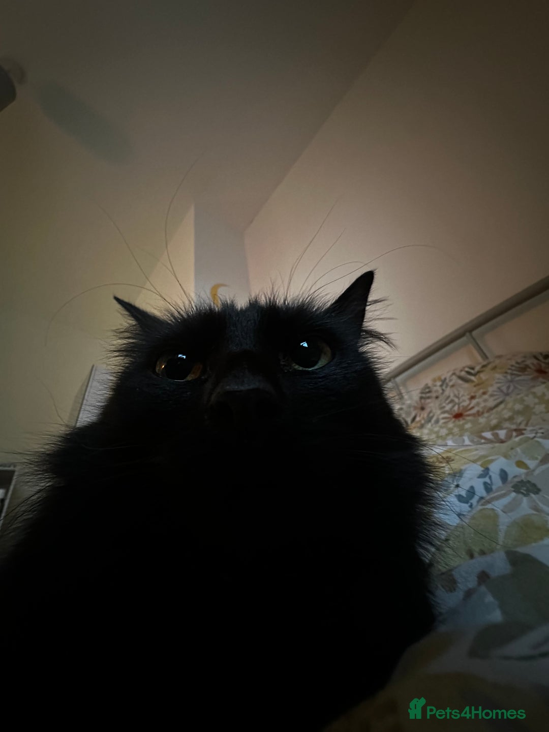 British Longhair cats for sale: Millie, free, longhaired, 9yrs old,  - Image 3