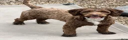 Cockapoo dogs for sale: F1b Cockapoos 5⭐️ Licensed Breeder Full DNA Clear - Advert 25