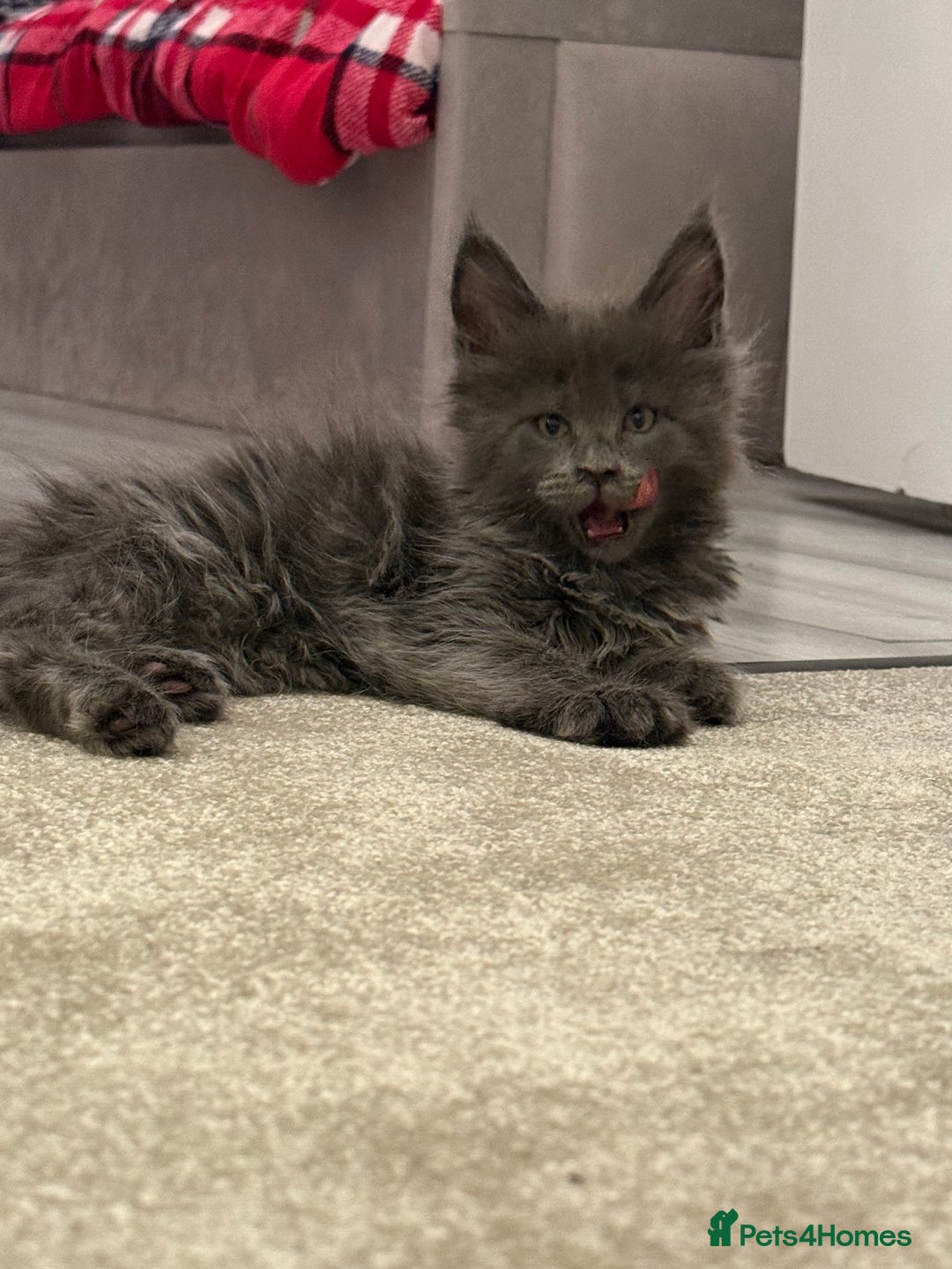 Maine Coon cats for sale: Gorgeous kittens  - Advert 6