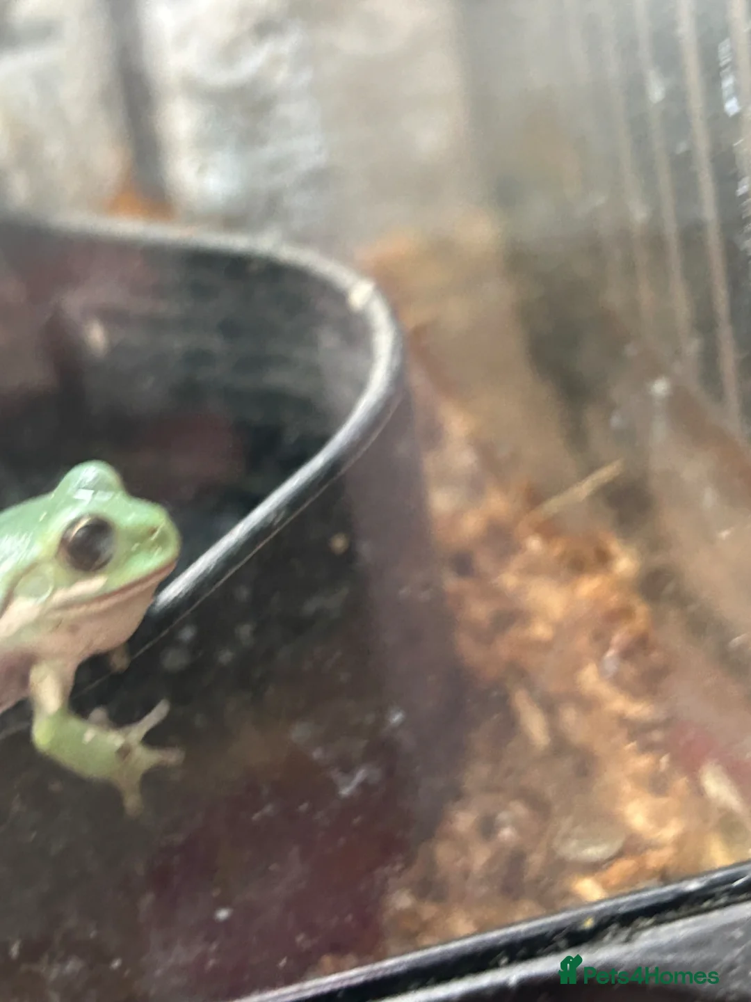 Frog reptiles for sale: Snow flake white tree frogs  in Loughborough - Advert 7