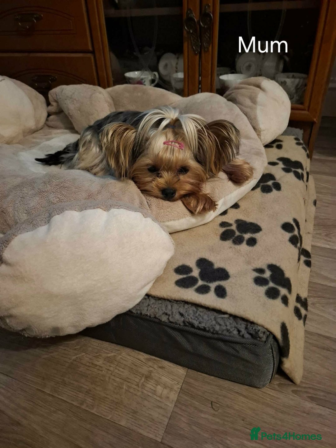 Yorkshire Terrier dogs for sale: Mini Yorkshire Terrier female pups - Advert 14