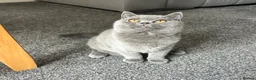 British Shorthair cats for sale: LAST BOY TICA Registered British Shorthair - Advert 6