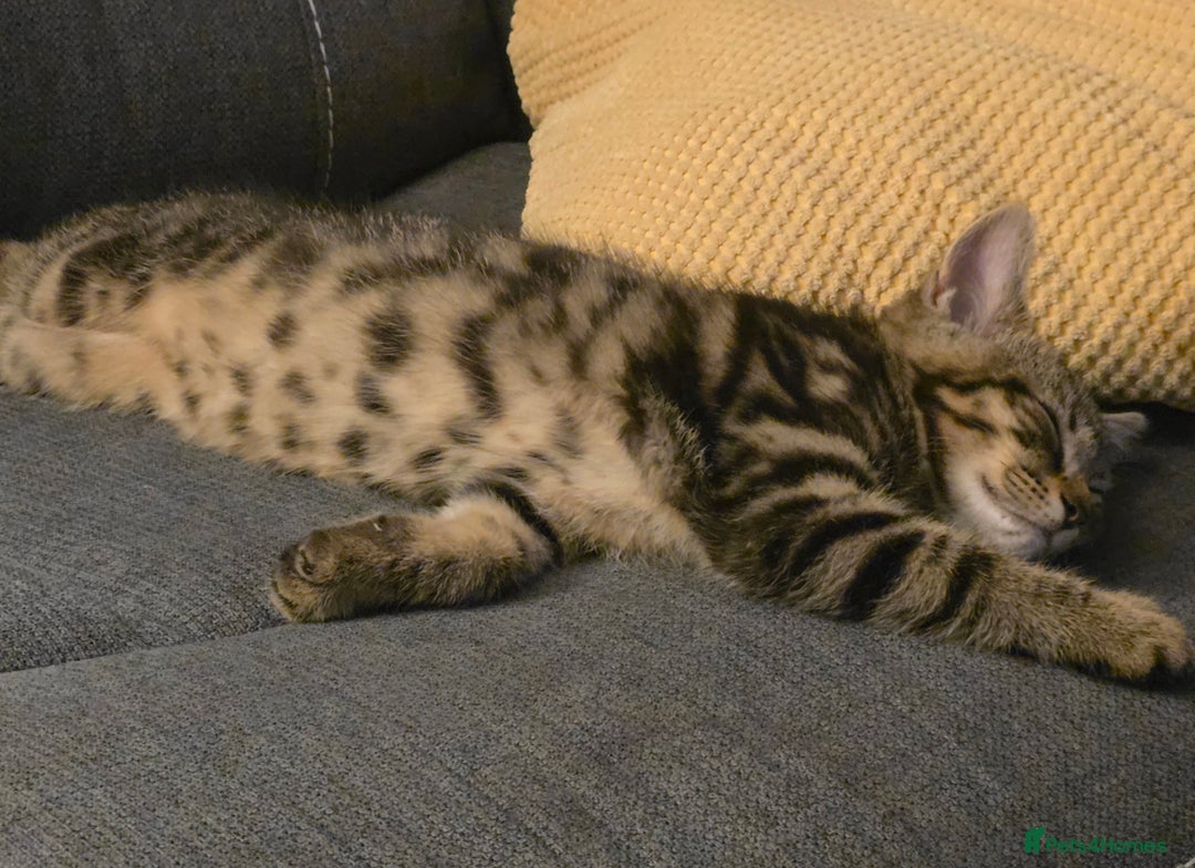 Mixed Breed cats for sale: Heartbreaking decision to rehome - Advert 1