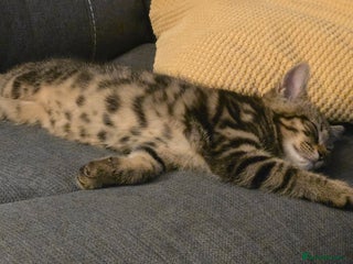 Mixed Breed cats Heartbreaking decision to rehome - Advert 1