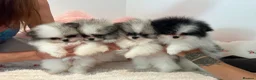 Pomeranian dogs for sale: KC registered Pomeranian Puppies for sale  - Advert 10