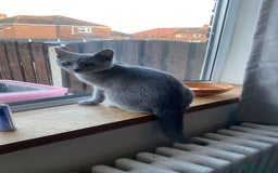 Russian Blue cats for sale: 5 Pure Pedigree Russian Blue Kittens *LAST MALE* - Image 17