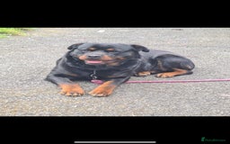 Rottweiler dogs for sale: 6 beautiful Rottweiler puppies for sale  - Image 7