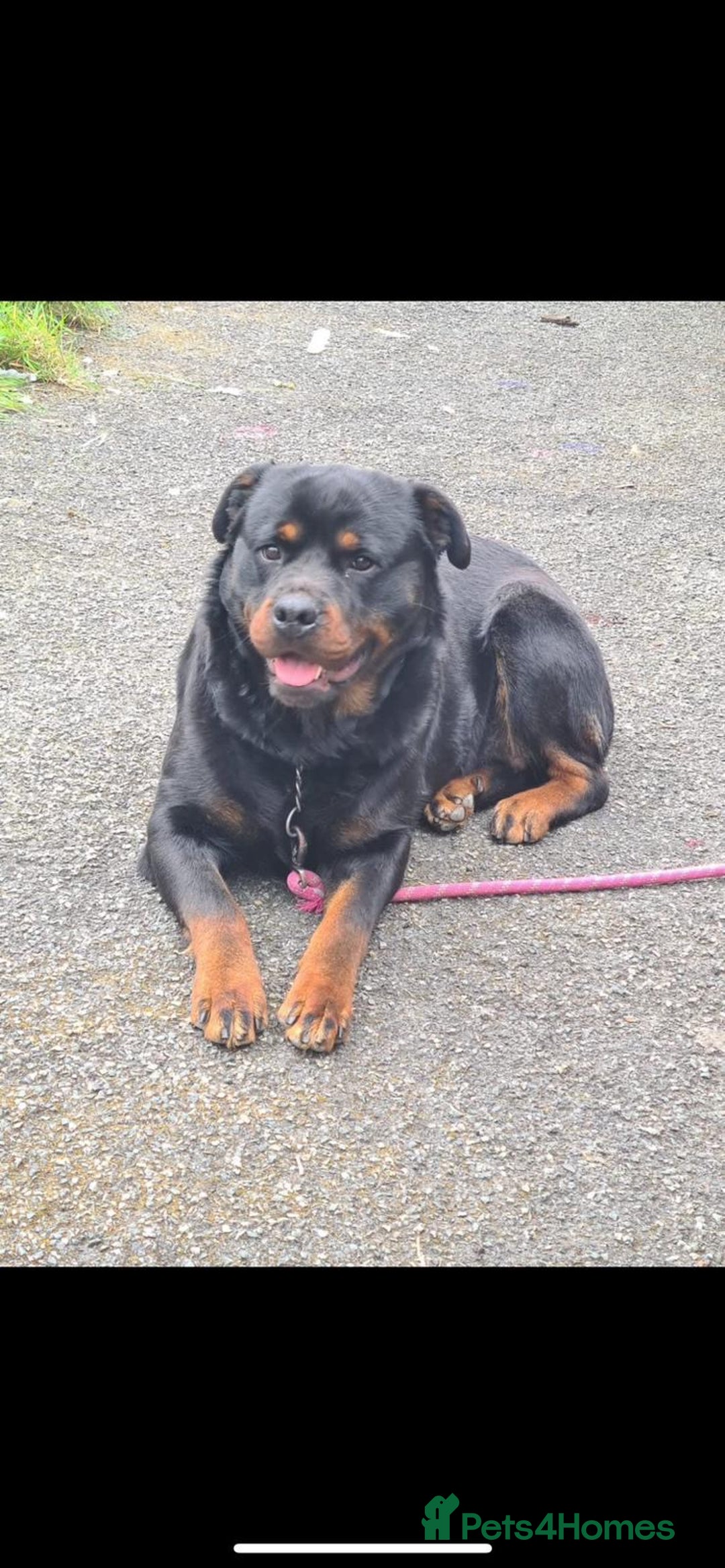 Rottweiler dogs for sale: 6 beautiful Rottweiler puppies for sale  - Image 7
