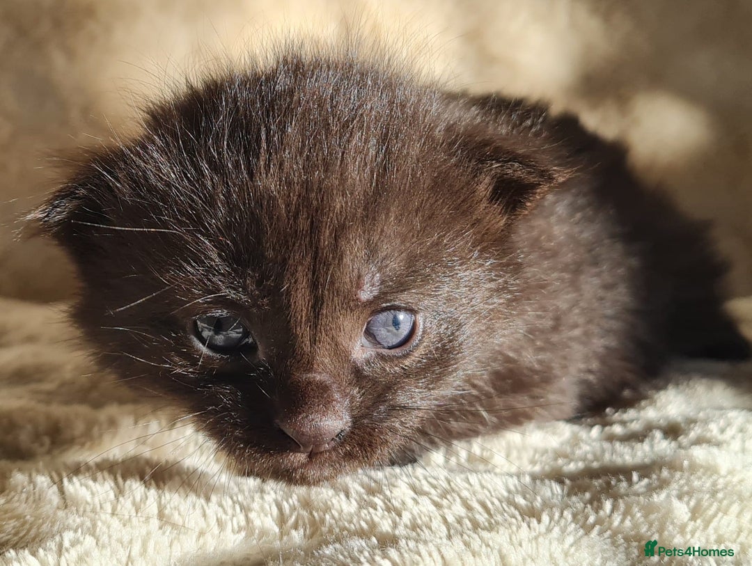 Maine Coon cats for sale: MAINE COONE KITTENS POLYDACTYL&NON POLYDACTYL   - Advert 33