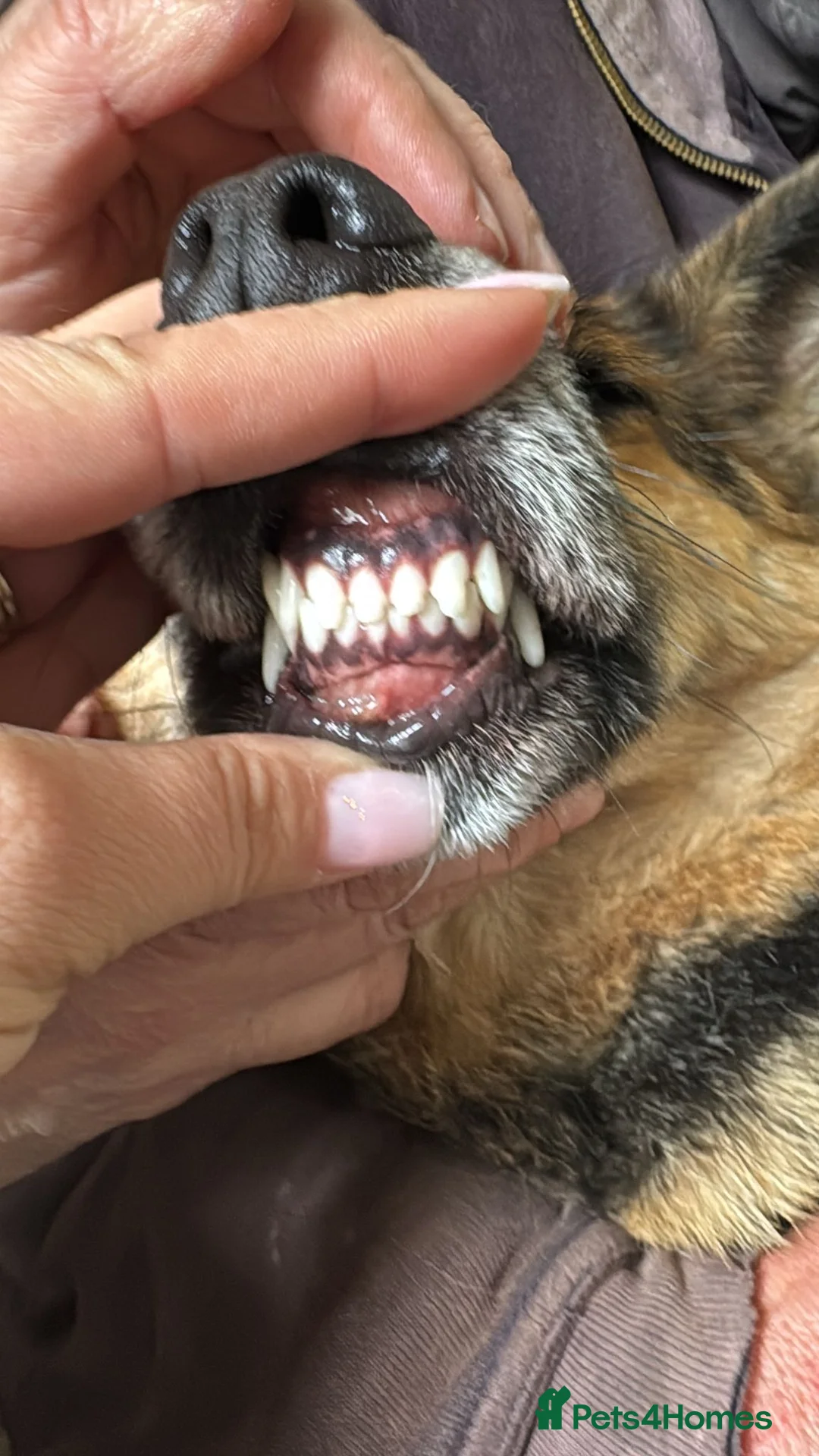 Mixed Breed dogs for adoption: Saved from traffic, now ready for a Loving Home in Nottingham - Advert 10