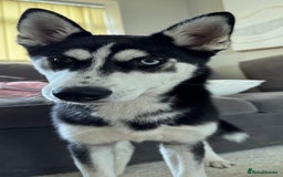Siberian Husky dogs for sale: Rehoming for Nero - Image 2