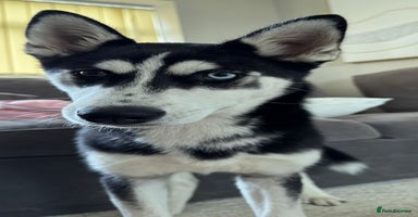 Siberian Husky dogs - Advert 13