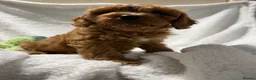 Cavapoo dogs for sale: 6 Bundles of fun Ready from 22 August  - Advert 6