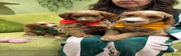 Goldendoodle dogs for sale: Golden doodles F2b L@@k reduced!!  - Advert 2