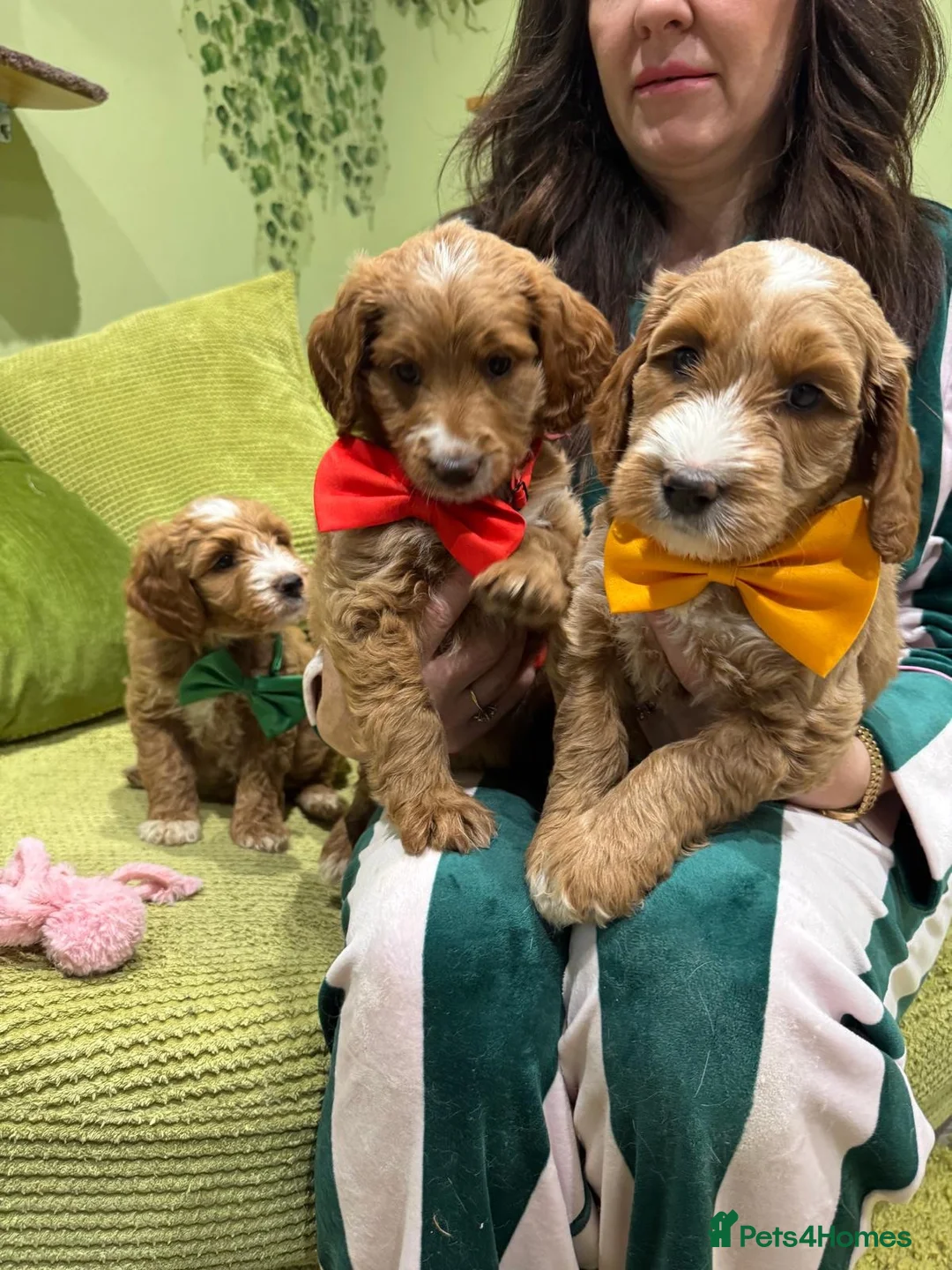 Goldendoodle dogs for sale: Golden doodles F2b L@@k reduced!!  - Advert 2