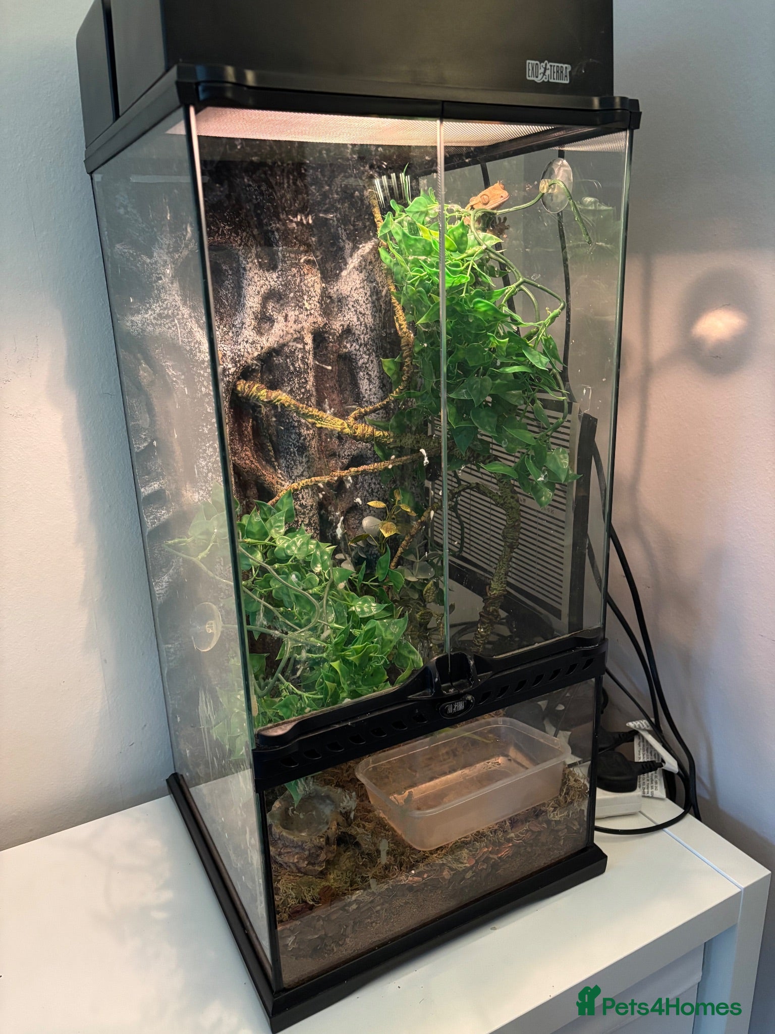 Gecko reptiles Gecko, vivarium, lights and heater for sale - Advert 1