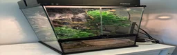 Gecko reptiles for sale: Gecko, vivarium, lights and heater for sale - Advert 1