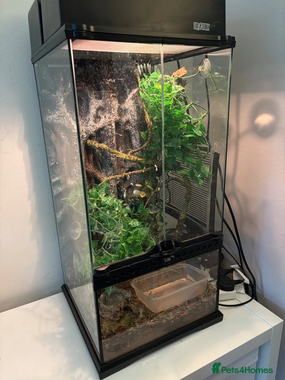 Gecko reptiles for sale: Gecko, vivarium, lights and heater for sale - Advert 1