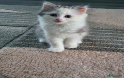 Persian cats for sale: Grey & White - Image 3