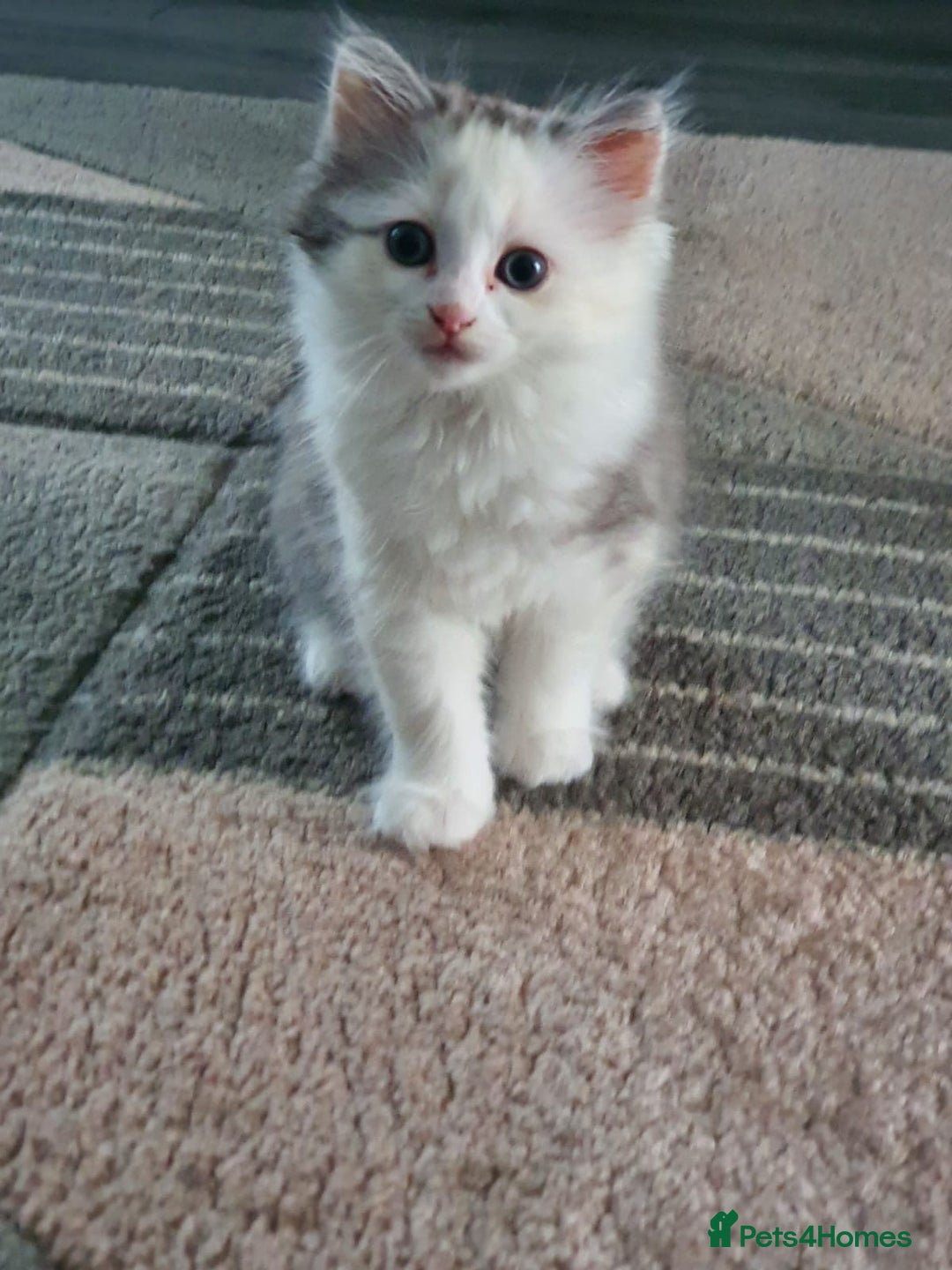 Persian cats for sale: Grey & White - Image 3