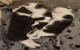 Mixed Breed cats for sale: Kittens for sale - Image 2