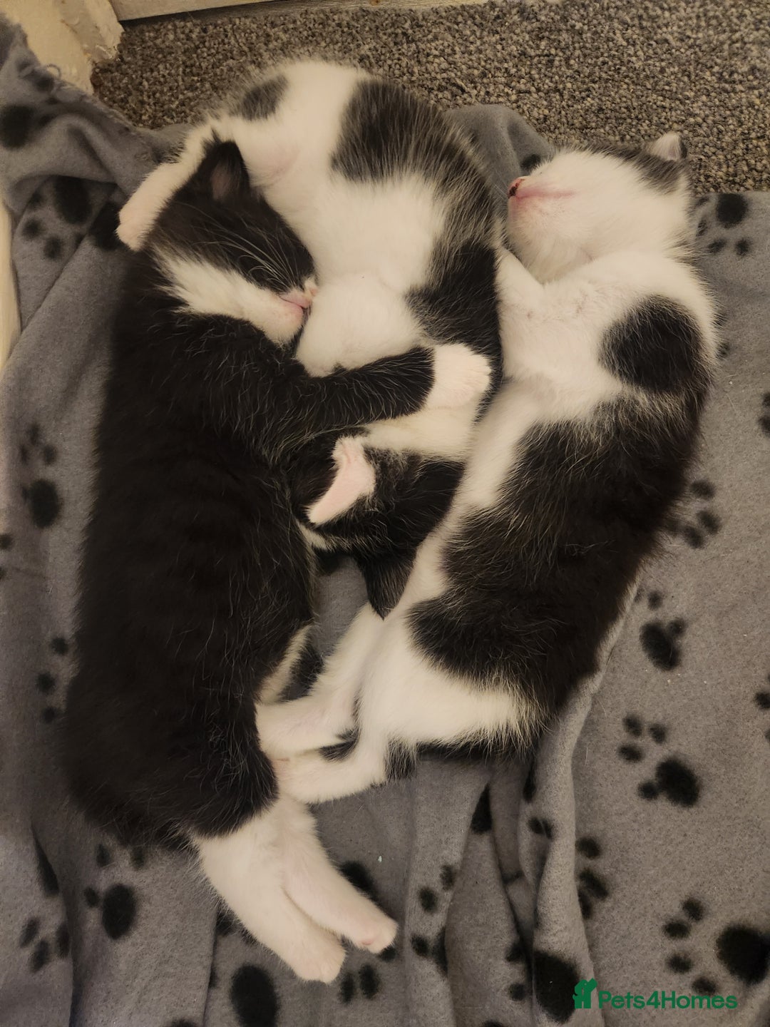 Mixed Breed cats for sale: Kittens for sale - Image 2