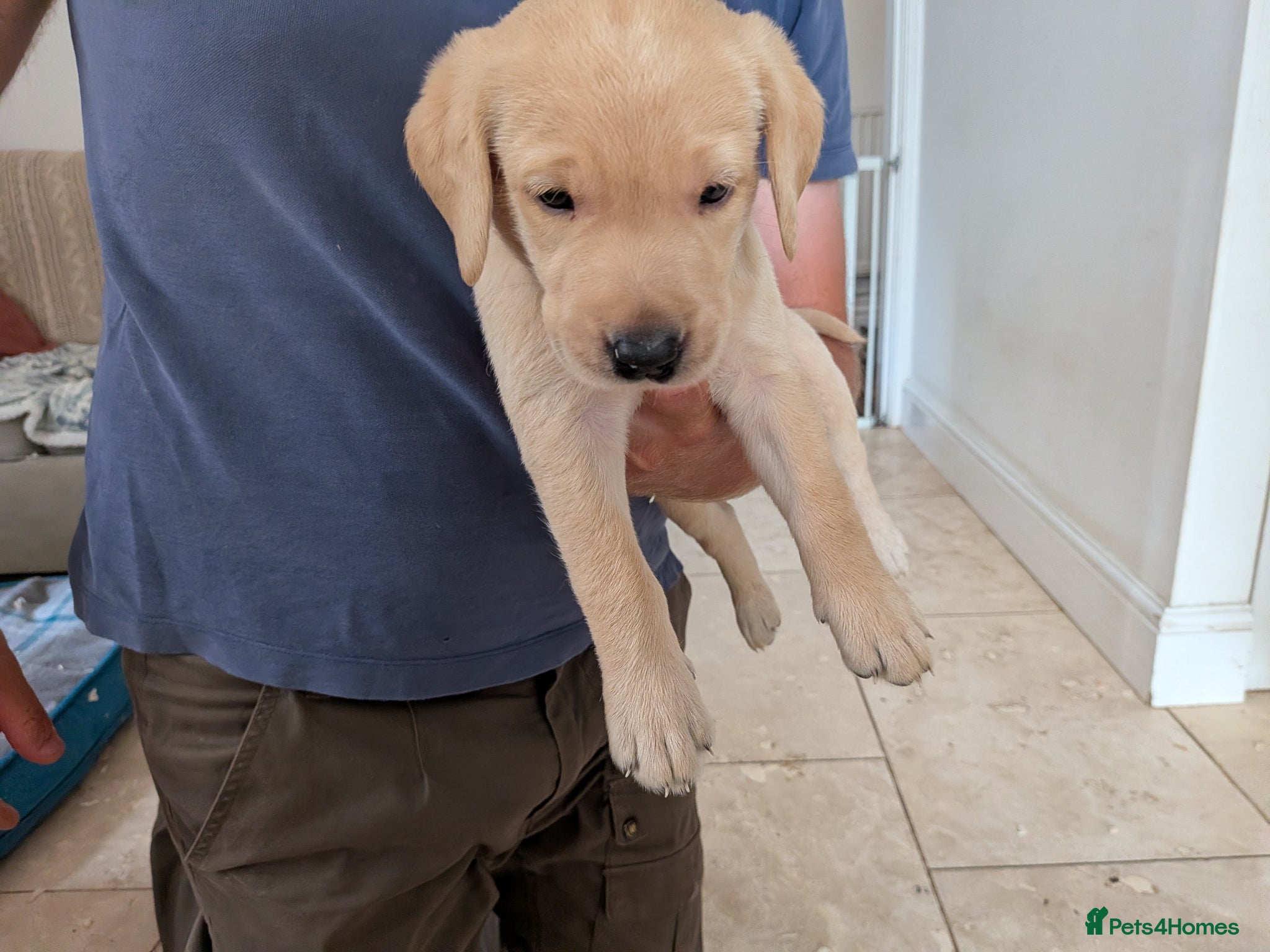 Labrador Retriever dogs for sale: 2 Yellow dog pups available - Strong working lines in Berkeley - Advert 4