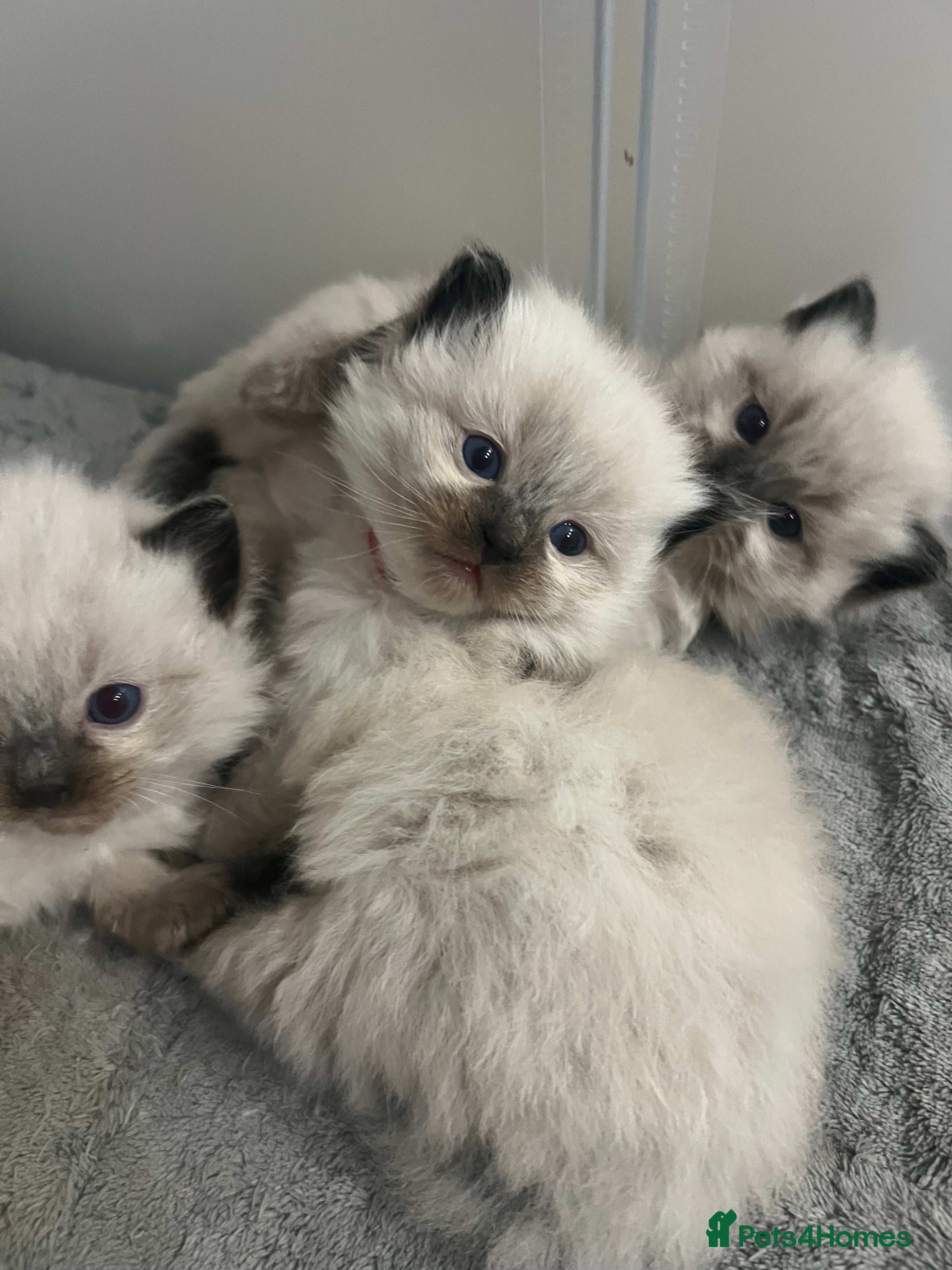 Ragdoll cats Stunning ragdoll kittens  - Advert 6