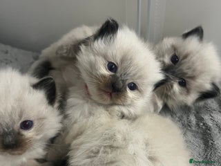 Ragdoll cats Stunning ragdoll kittens - Advert 6