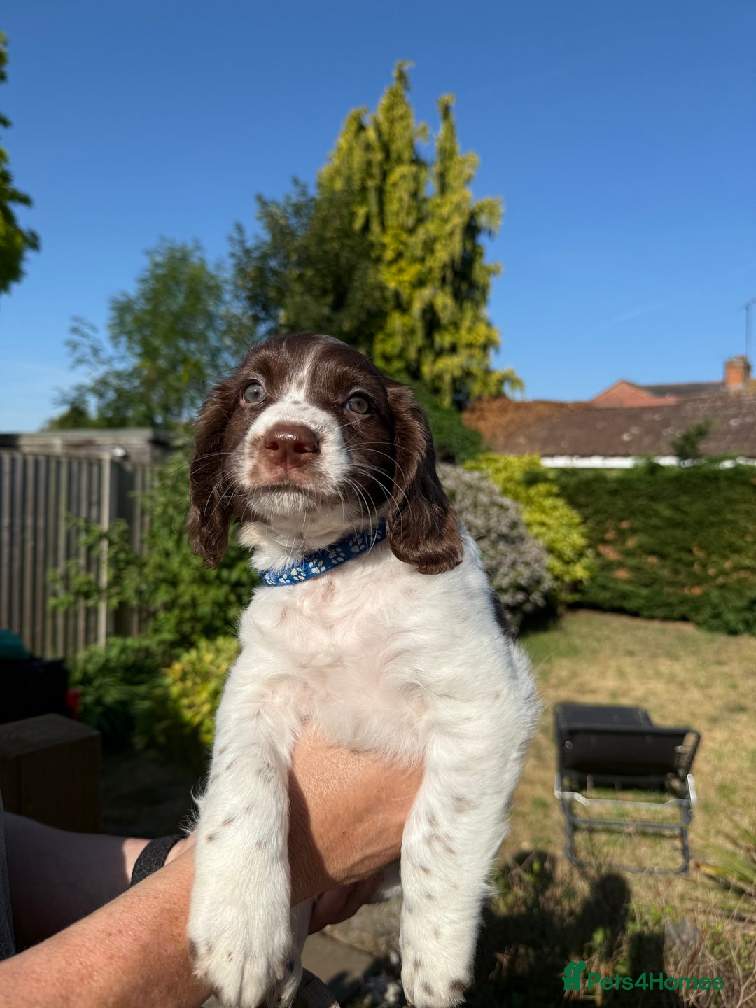 Cocker Spaniel dogs for sale: READY NOW-2 beautiful cocker spaniel boys left- - Image 1