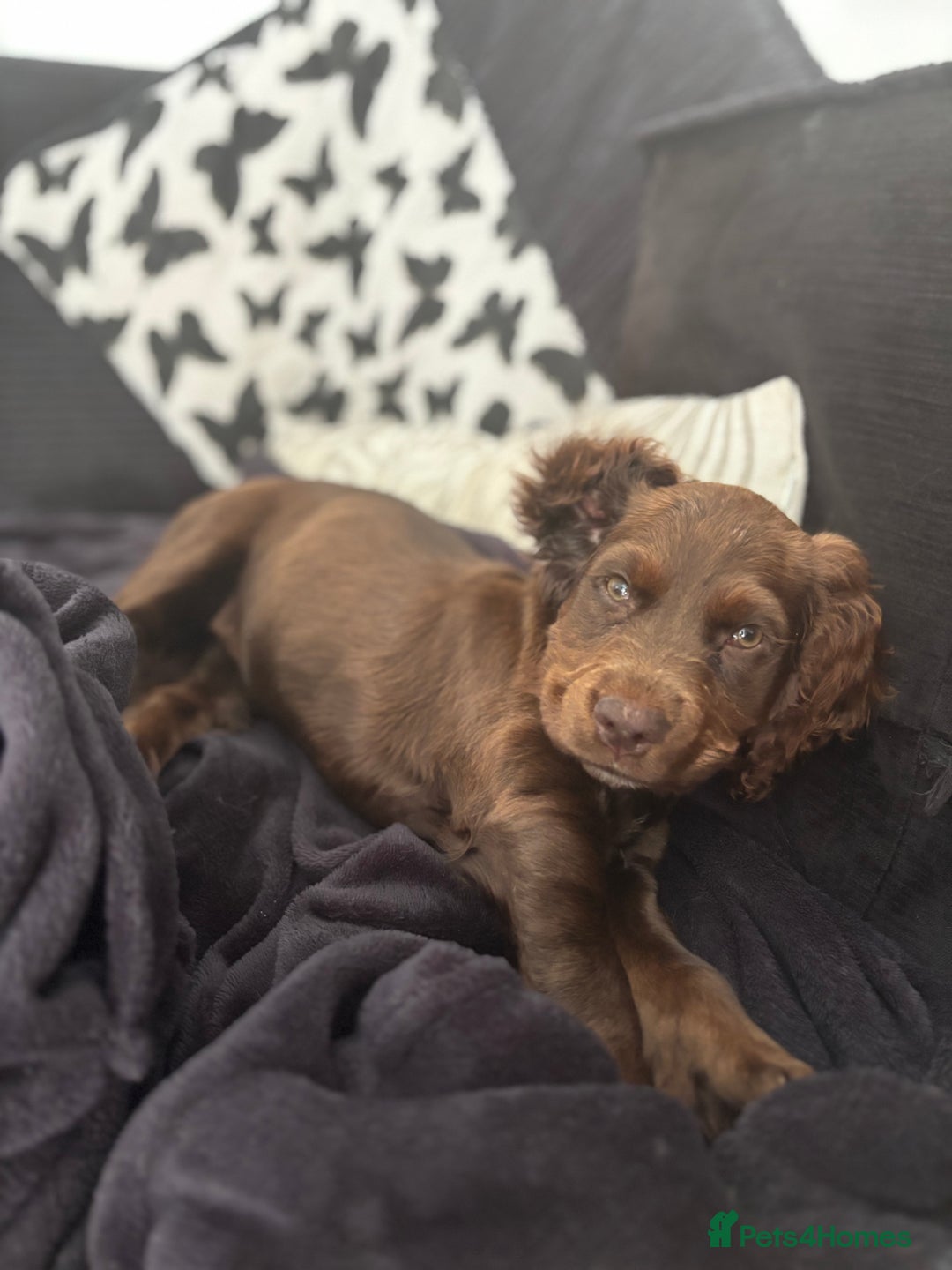 Cocker Spaniel dogs for sale: Chocolate cocker spaniel  - Image 5