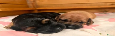 Cuba - Long haired Black and Tan 
