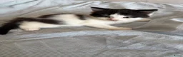 British Longhair cats for sale: british long hair kittens  in Hayling Island - Advert 5
