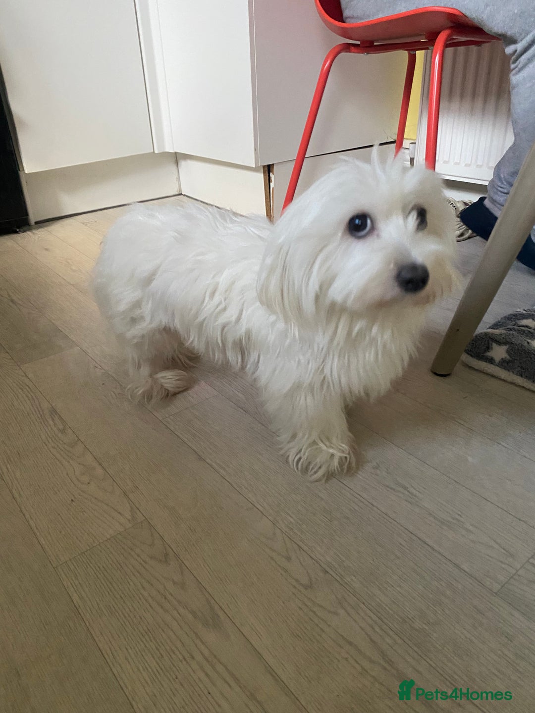 Mixed Breed dogs for sale: Female Maltipoo X Bichon Frise 2 years Old  - Advert 3